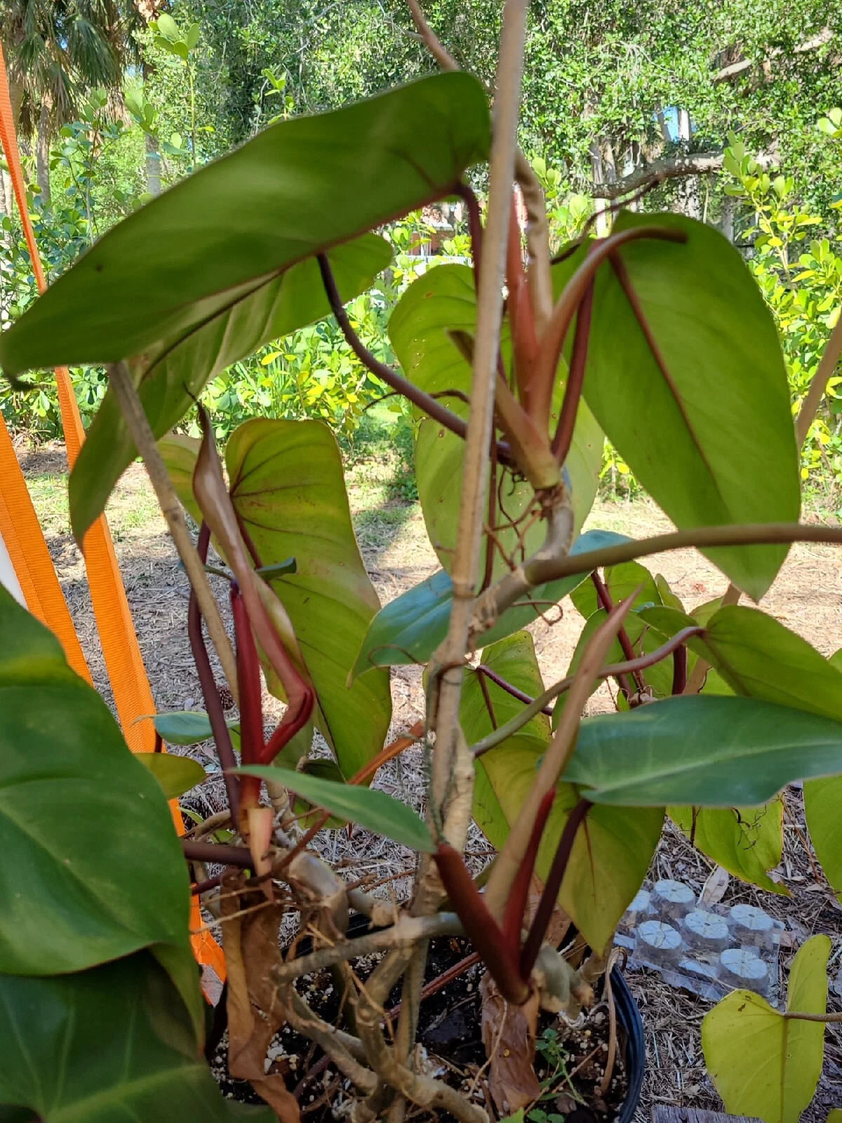 Philodendron Red Emerald 7 To 10 Inches tall fresh CUTTING - $26.00
