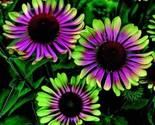 Green Purple Cone Flowers Flowers Easy To Grow Garden 25 Authentic Seeds - £4.71 GBP