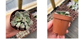 Succulent Concrete Leaf Titanopsis Calcarea or Living Stone Jewel Plant 2&quot; Pot - $20.99