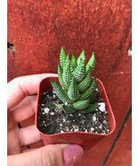 Haworthia Reinwardtii Cactus Succulent, Live 2 inch healthy rooted plant... - $118.99 MXN