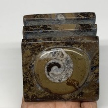 498g, 2.9&quot; x 2.9&quot; x 1.9&quot; Fossils Orthoceras Ammonite Business Card Holder,B7883 - £11.22 GBP