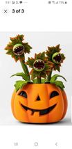Animated Motion Activated Pumpkin with Dancing Vines Halloween Hyde and Eek - £79.95 GBP