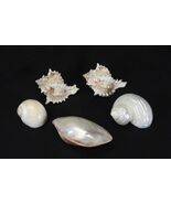 Sea Shells Lot of 5 from 45mm to 88mm - $161.61 MXN