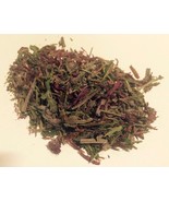 14 grams Indian Warrior Herb (Pedicularis Densiflora) Wildharvested USA - £8.64 GBP