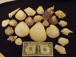 Assortment of Sea Shells – Large &amp; Medium Sized – Qty. 22 – LOT H - £33.57 GBP