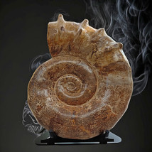 Display Stand For Larger Fossil Ammonite Mineral Rocks Black Stainless Steel - £61.75 GBP