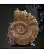 Display Stand For Larger Fossil Ammonite Mineral Rocks Black Stainless S... - $1,265.36 MXN