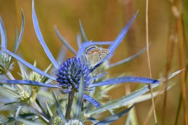 25 Seeds Blue Star Sea Holly Eryngium planum Florist Choice Fresh Seeds - $5.18