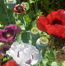 500 Seeds Poppy Food Not Lawns Remix Organic Breadseed Poppies Large Pods - £9.42 GBP