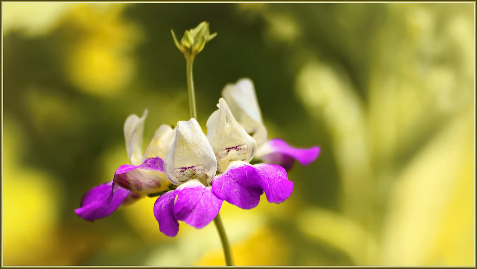 2,000 COLLINSIA HETEROPHYLLA Seeds (Chinese Houses) | NON-GMO | - $30.30