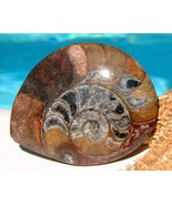 Ammonite Marine Fossil Sea Animal Shell Spiral Mollusk Polished 1962 - £15.77 GBP