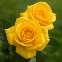 Gold Glow Rose Live Plant - Yellow Flowering Shrub - $159.90