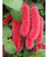 Acalypha Hispida Bonsai Chenille Plant Red-Hot Cattail Beautiful 100 PCS... - €7,96 EUR
