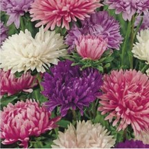 Aster Powder Puff Mix Beautiful Grown In Half Gram 200 Seeds Fast US Shipping - £12.34 GBP