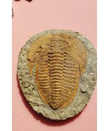 6.5 INCH Huge Trilobite Cambropallas Telesto Cambrian Trilobite from Mor... - €168,03 EUR