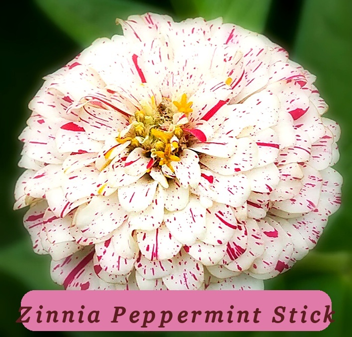 Peppermint Stick Zinnia Flower Seeds 100+ Annual Garden Red White Garden - $3.73