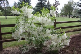 White Fringe Tree 6-12&quot; Height in a Quart Pot - £32.82 GBP