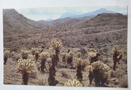 Postcard Teddybear Cholla Forest Lake Mead Boulder City Nevada Desert Landscape - $6.71