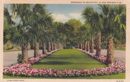 Silver Springs Florida FL Palm Trees Postcard B10 - £2.38 GBP