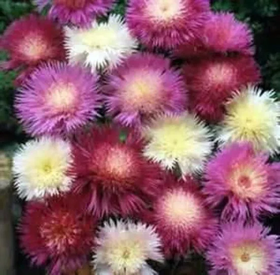 SWEET SULTAN IMPERIALIS MIX  AMBERBOA MOSCHATA 50 FRESH SEEDS  - $3.99