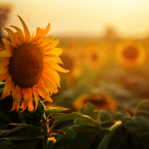 Sunset Rust Red Sunflowers - 30 Seeds - $6.54