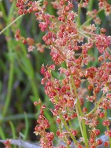 100 Sheep Sorrel Rumex Acetosella Red Field Sorrel Sour Weed Herb Flower Seeds - $20.85