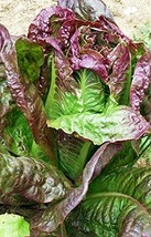 Red Romaine Lettuce Seed, Heirloom, Non GMO, 25 Seeds, Garden Seed - £1.27 GBP
