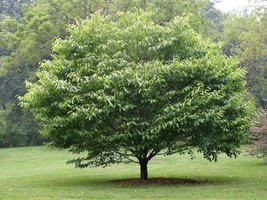 American Hornbeam Tree (Carpinus Caroliniana) 6-12&quot; Tall in a Quart Pot - £33.54 GBP