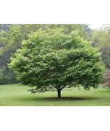 American Hornbeam Tree (Carpinus Caroliniana) 6-12&quot; Tall in a Quart Pot - £31.76 GBP