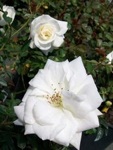 Iceberg Floribunda 3 Gal. Pure White Live Bush Plants Shrub Plant Fine R... - £61.84 GBP