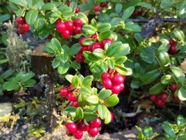 50 Lingonberry Seeds Mountain Cranberry Vaccinium Vitisidea Red Berry Fresh - $17.98