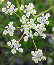 Caraway Vegetable Herb Plant Rye Fennel White Cumin Gardening USA SHIPPING - $11.90