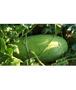 50+ Charleston Gray Watermelon Seeds - $10.96