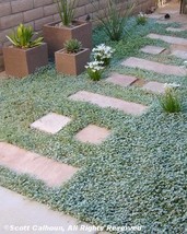 1000 seeds Dichondra Repens Aka Lawn Leaf Flower Evergreen Ground Cover - £6.85 GBP