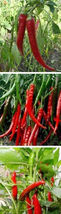  30+Seeds  8 Inch Long Red Thin Hot Pepper Chili Erjintiao Chinese Hot pepper  - £8.01 GBP