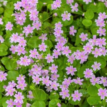 20 Siberian Spring Beauty Claytonia Sibirica Aka Candy Flower Pink Purslane Sibe - £11.90 GBP