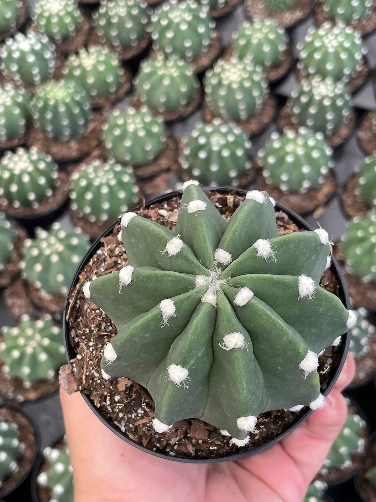 Easter Lily Cactus E ininopsis subdenudata Domino Cactus Sand-Dollar Cactus A - £31.67 GBP