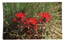 Wyoming State Flower Indian Paint Brush Eric J Seaich Co WY UNP Postcard - £7.98 GBP