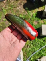 Mammoth Jalapeno Hot Pepper Seeds 10 Seeds Seeds Fresh Non Gmo From US - £8.32 GBP