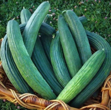 Easy To Grow Seed - 30 Seeds Armenian Yard Long Cucumber - £3.18 GBP