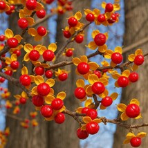 5 Celastrus Orbiculatus Bittersweet Vine Seeds - Fresh Harvest Seeds - $13.95