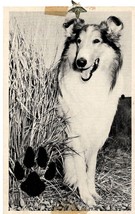 VINTAGE Campbell Soup Lassie Collie Dog Name Postcard - £19.73 GBP
