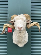 Massive Full Curl Exotic+ Ram Shoulder Mount Horn Taxidermy Man Cave - £594.35 GBP
