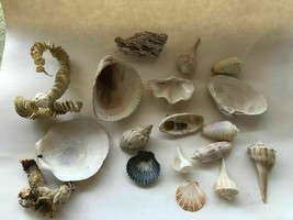 19 Assorted Seashells &amp; Sea Creature Skeltons - £19.92 GBP