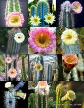 FLOWERING PILOSOCEREUS variety mix rare columnar cacti exotic seed 20 seeds - £7.18 GBP