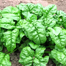 100+ Seeds Spinach Bloomsdale Spring Giant Garden Vegetable Salad Heirloom - £10.34 GBP
