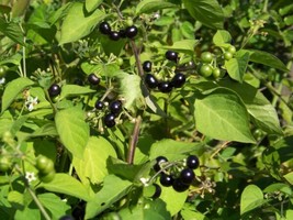 45 Seeds Huckleberry Garden Huckle Berry Plant Quick Heirloom Seeds For Charm - £6.73 GBP