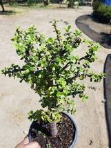 Portulacaria  &quot;Afra Elephant Bush Tree&quot; (1 gal.pot) - £44.76 GBP