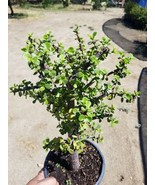 Portulacaria  &quot;Afra Elephant Bush Tree&quot; (1 gal.pot) - $56.00