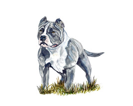 Pitbull Grey White American Terrier Staffordshire Bulldog Window Decal Sticker - £5.49 GBP+